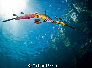 Just for a different angle on most of the weedy seadragon... by Richard Wylie 